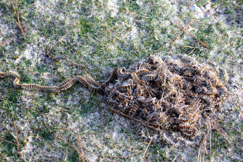 processionnaire du pin