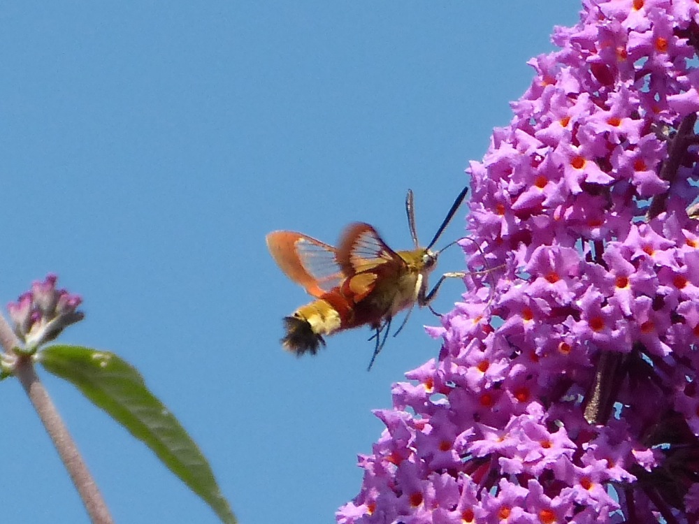 sphinx chevrefeuille