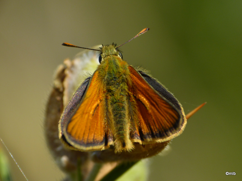 sylvaine