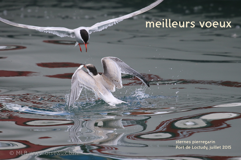 sternes pierregarin