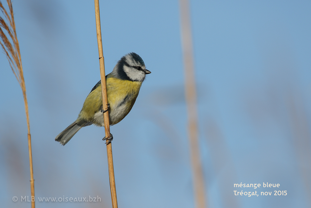 mésange bleue