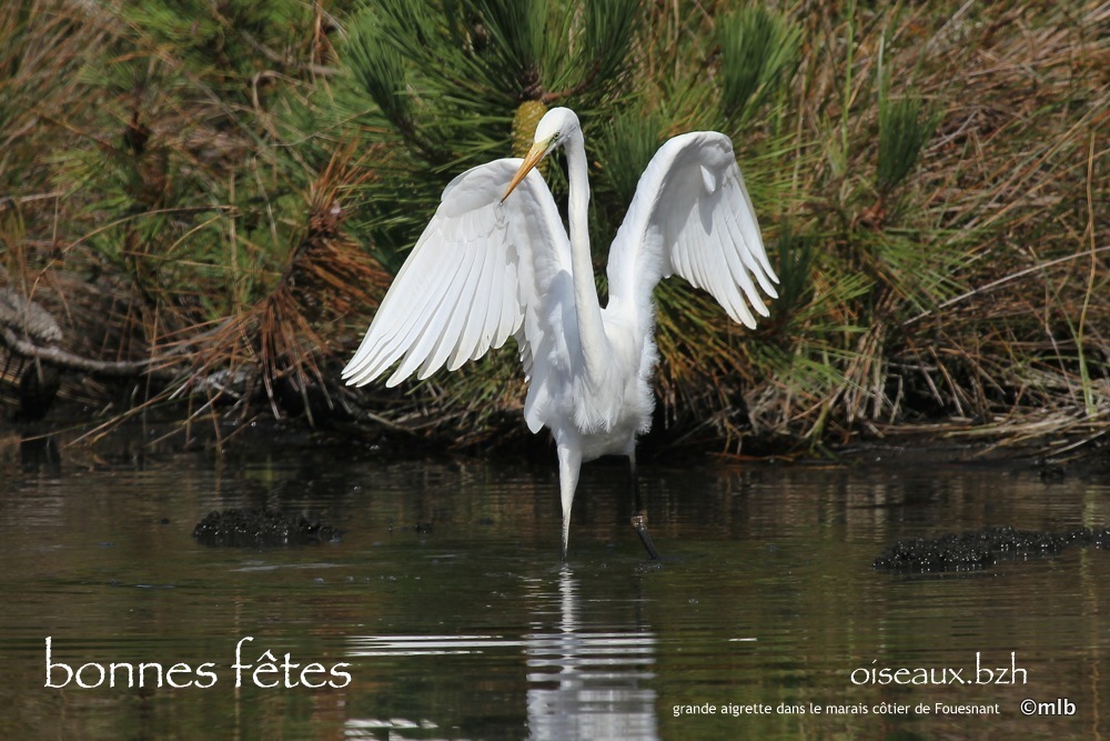 grande aigrette