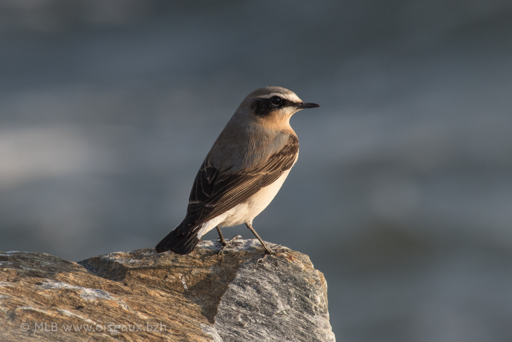 Quels sont les oiseaux qui vivent en bretagne